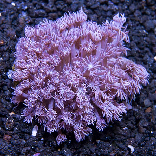Flower Pot Coral, Purple
